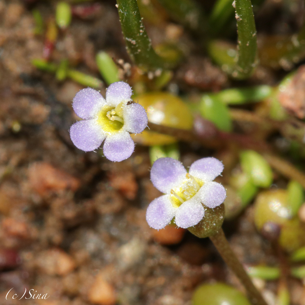 Glossostigma drummondii