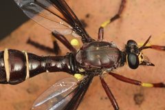 Daptolestes limbipennis