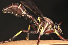 Daptolestes limbipennis