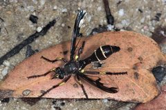 Daptolestes limbipennis