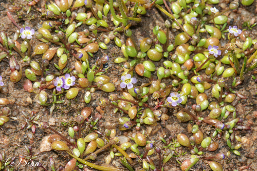 Image of Glossostigma Drummondii (Glossostigma drummondii) by (c) Ursina Gringer, some rights reserved (CC BY)
