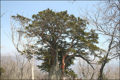 Taxus cuspidata