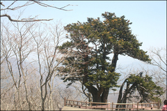 Taxus cuspidata