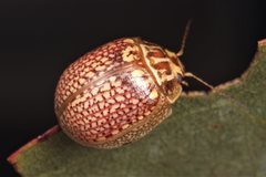 Paropsisterna decolorata
