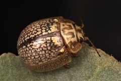 Paropsisterna decolorata