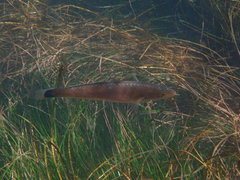 Halichoeres californicus