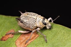 Catasarcus spinipennis