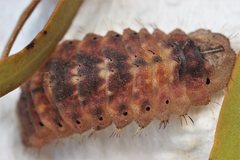 Ogyris genoveva