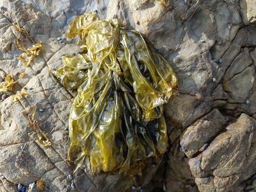 Pyropia columbina observed 2024-09-15