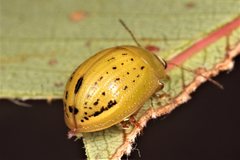 Peltoschema anxia