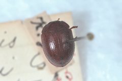 Peltoschema anxia