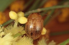 Peltoschema anxia