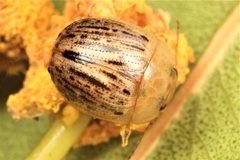 Peltoschema nigroconspersum