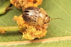 Peltoschema nigroconspersum
