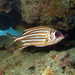 黑帶棘鰭魚 - Photo 由 Glen Whisson 所上傳的 (c) Glen Whisson，保留部份權利CC BY-NC