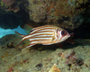 Red Squirrelfish - Photo (c) Glen Whisson, some rights reserved (CC BY-NC), uploaded by Glen Whisson