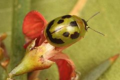 Peltoschema jucundum