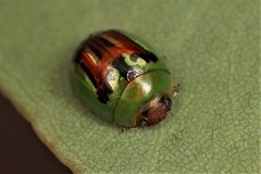 Peltoschema substriatum