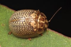 Paropsisterna decolorata