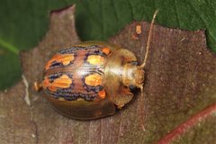 Paropsisterna debilis