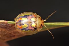 Paropsisterna debilis