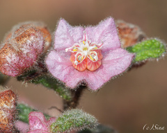 Commersonia magniflora, photograph Ursina Gringer, CC BY, iNaturalist via GBIF