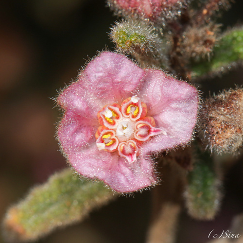 Commersonia magniflora, photograph 4