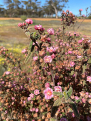 Commersonia magniflora, photograph Ursina Gringer, CC BY, iNaturalist via GBIF