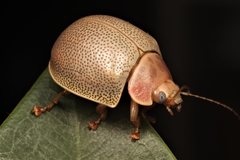 Paropsisterna crocata