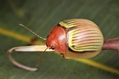 Paropsisterna basalis