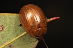 Paropsisterna elliptica