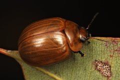 Paropsisterna elliptica