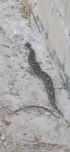 Puff Adder