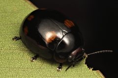 Paropsisterna dulcior