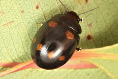 Paropsisterna dulcior