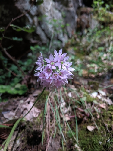 Image of Allium membranaceum by no rights reserved