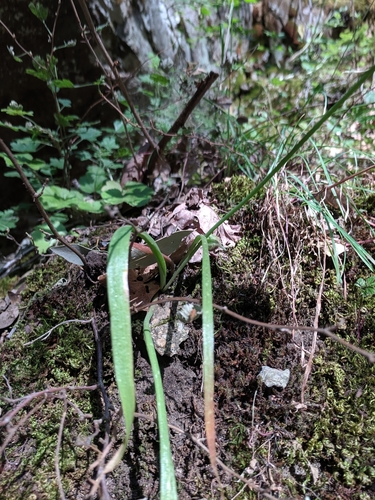 Image of Allium membranaceum by no rights reserved