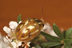 Paropsisterna galatea