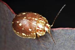 Paropsis geographica