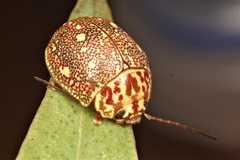 Paropsis geographica