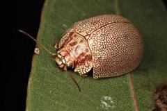 Paropsis elytrura