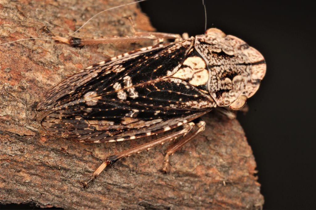 Stenocotis