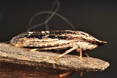 Stenocotis depressa
