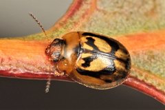 Peltoschema hamadryas