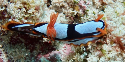 Chromodoris westraliensis