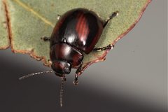 Paropsisterna erudita