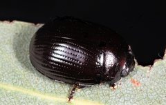 Paropsisterna irina