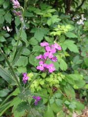 Hesperis pycnotricha