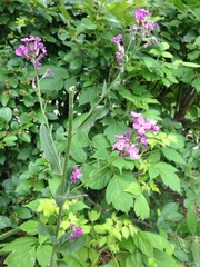 Hesperis pycnotricha