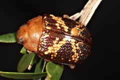 Paropsis aspera